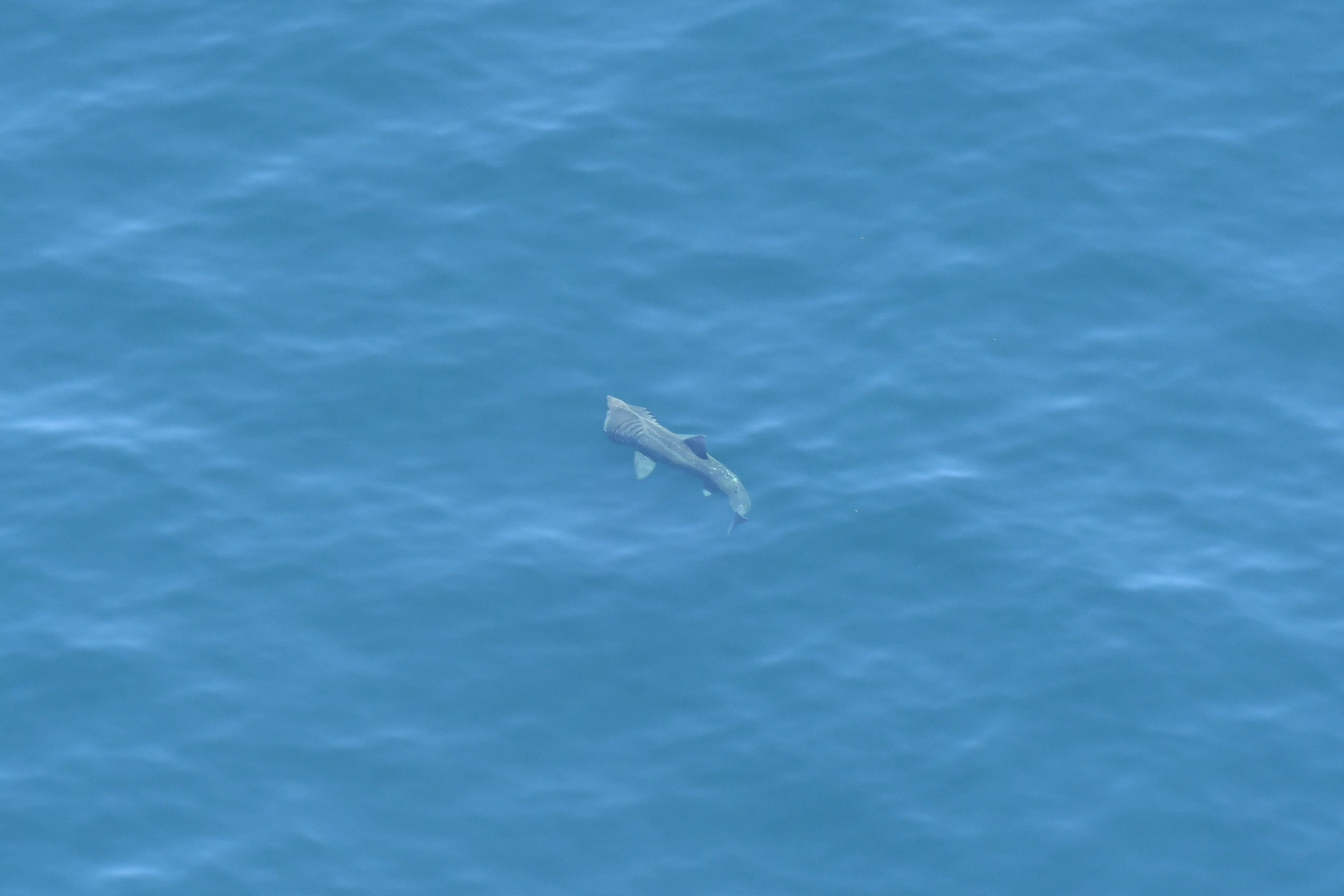 An image of a basking shark taken from an aerial survey plane. The shark is grey in the blue water, and it is swimming with its mouth open.